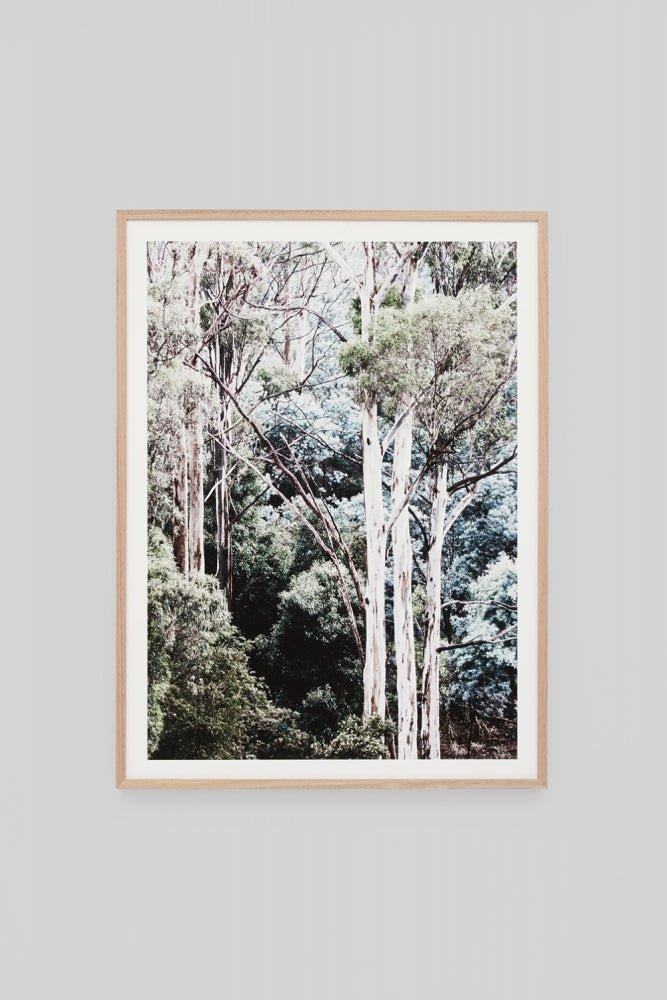 Eucalyptus Canopy - ReesandRees